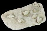 Mississippian Cuneate Coral (Neozaphrentis) Fossils - Arkansas #148592-2